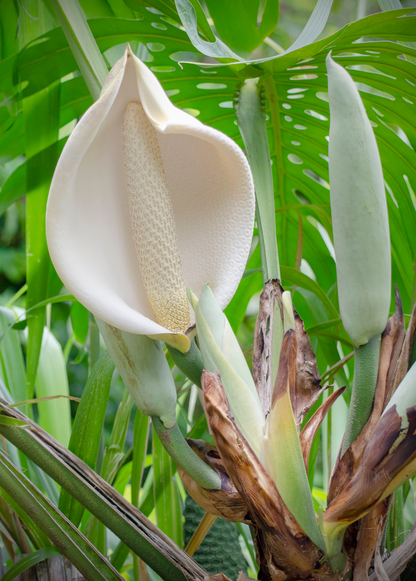 Monstera, Swiss Cheese Plant (Monstera deliciosa) - Tampa Home & Garden Store