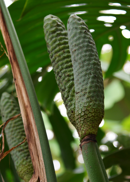 Monstera, Swiss Cheese Plant (Monstera deliciosa) - Tampa Home & Garden Store