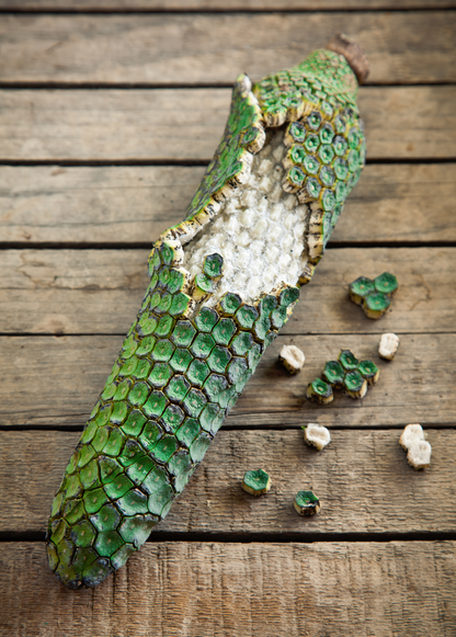 Monstera, Swiss Cheese Plant (Monstera deliciosa) - Tampa Home & Garden Store