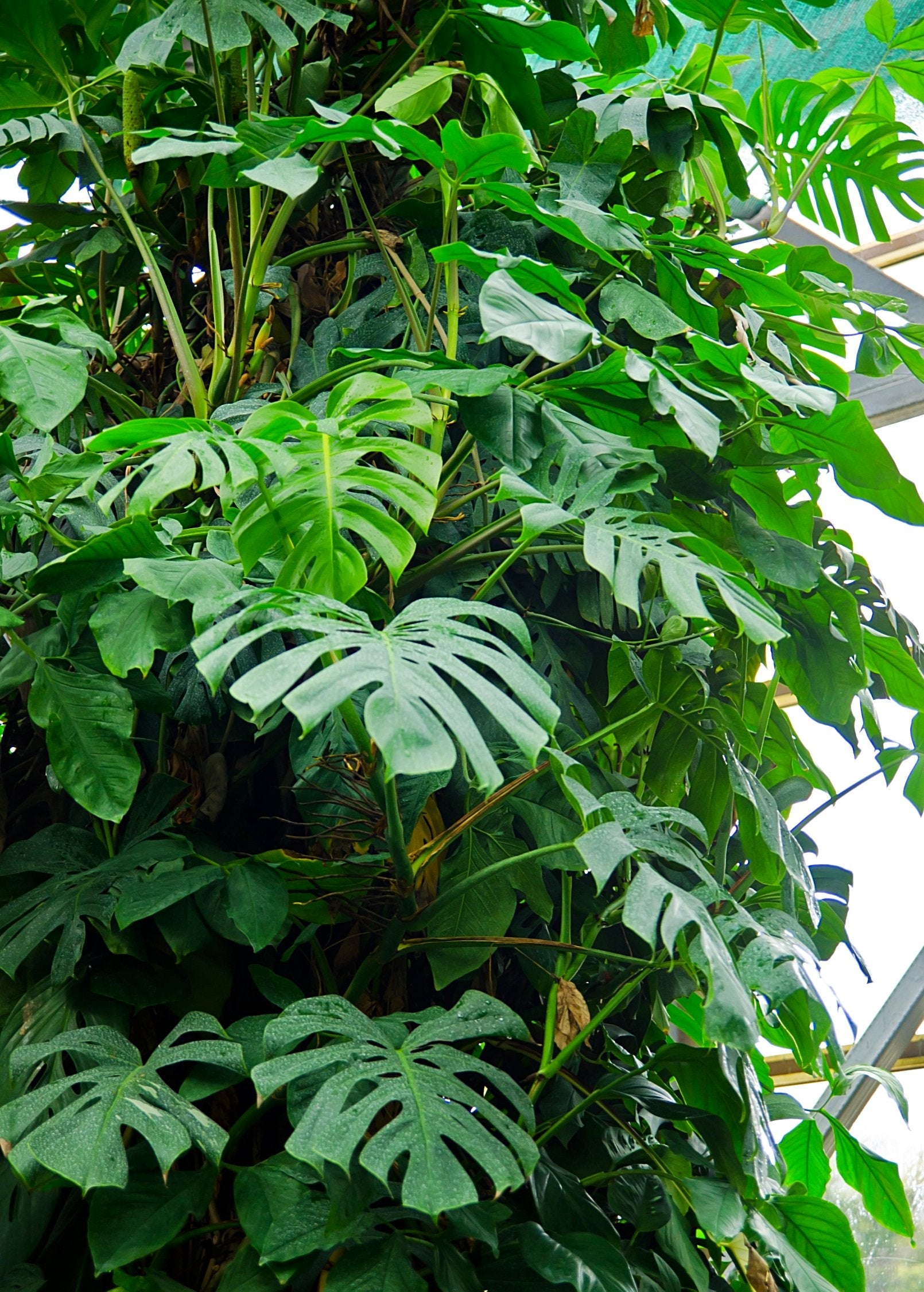 Monstera, Swiss Cheese Plant (Monstera deliciosa) - Tampa Home & Garden Store