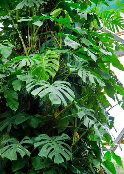 Monstera, Swiss Cheese Plant (Monstera deliciosa) - Tampa Home & Garden Store
