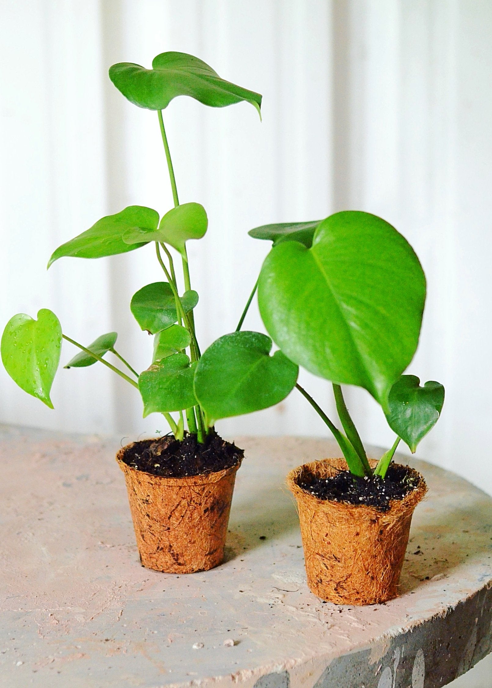 Monstera, Swiss Cheese Plant (Monstera deliciosa) - Tampa Home & Garden Store