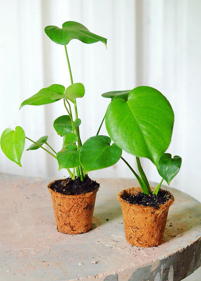 Monstera, Swiss Cheese Plant (Monstera deliciosa) - Tampa Home & Garden Store