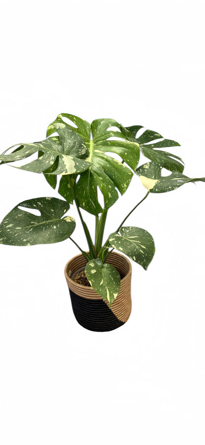 Monstera Thai Constellation - Tampa Home & Garden Store