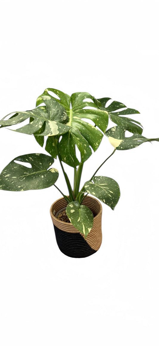 Monstera Thai Constellation - Tampa Home & Garden Store