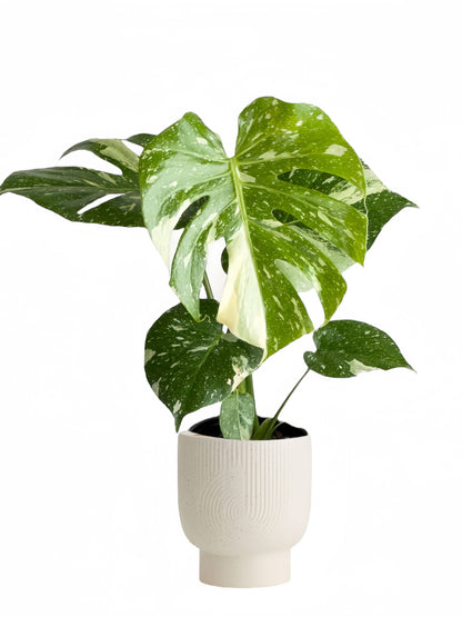 Monstera Thai Constellation - Tampa Home & Garden Store