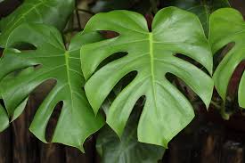 Monstera deliciosa - Tampa Home & Garden Store