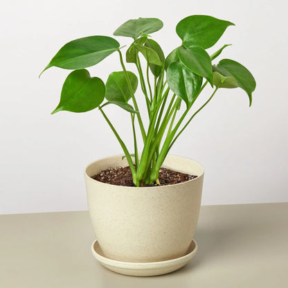 Philodendron Monstera Split-Leaf 4in plant by Rooted Treasures Farms in a beige speckled pot on Tampa Home & Garden Store