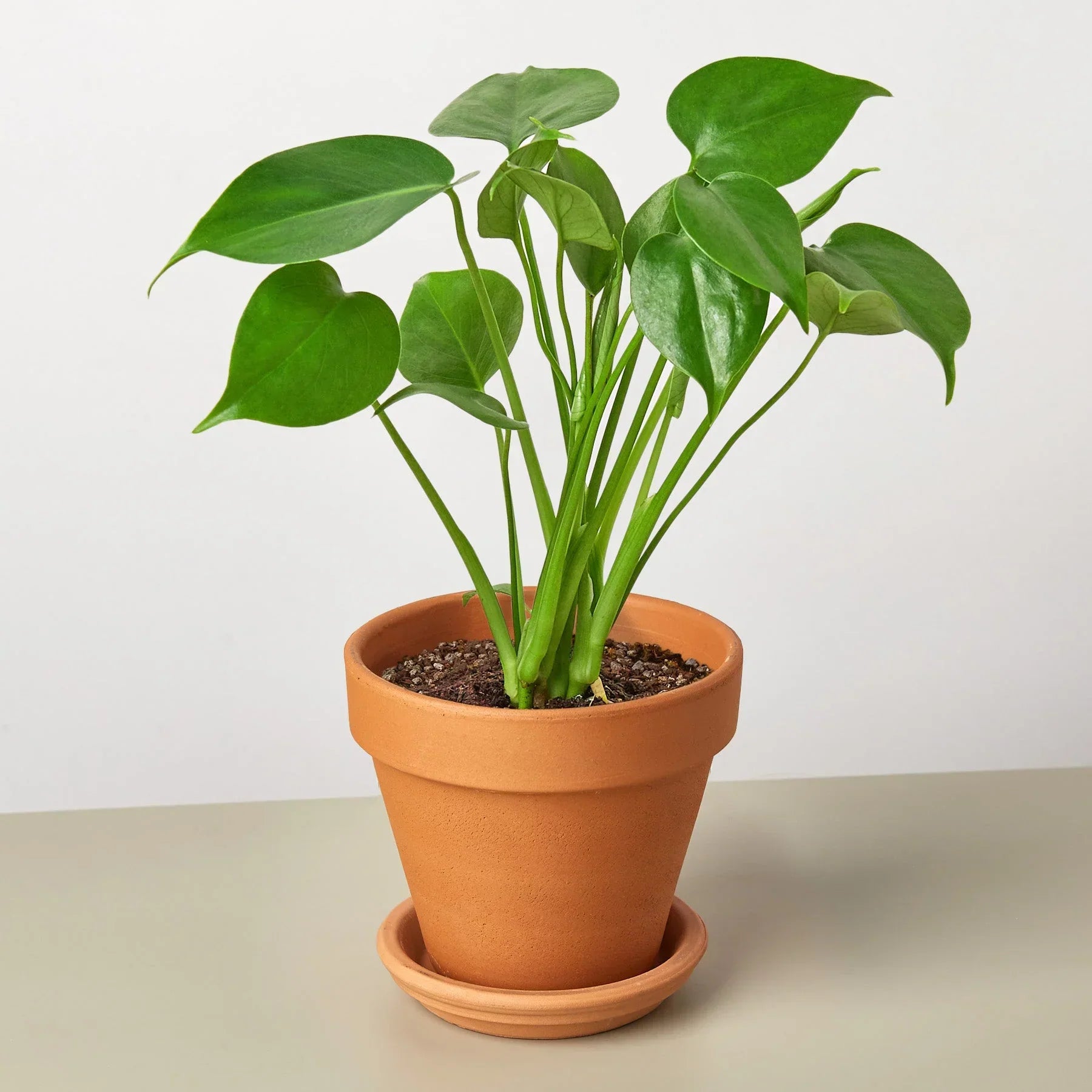 Philodendron Monstera Split-Leaf 4-inch plant Rooted Treasures Farms in terracotta pot on Tampa Home & Garden Store