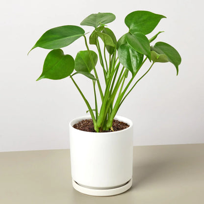 Philodendron Monstera Split-Leaf 4-inch Plant with glossy green leaves Rooted Treasures Farms on Tampa Home & Garden Store