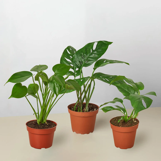 Monstera Bundle: three green potted Monstera houseplants in terracotta pots on Tampa Home & Garden Store