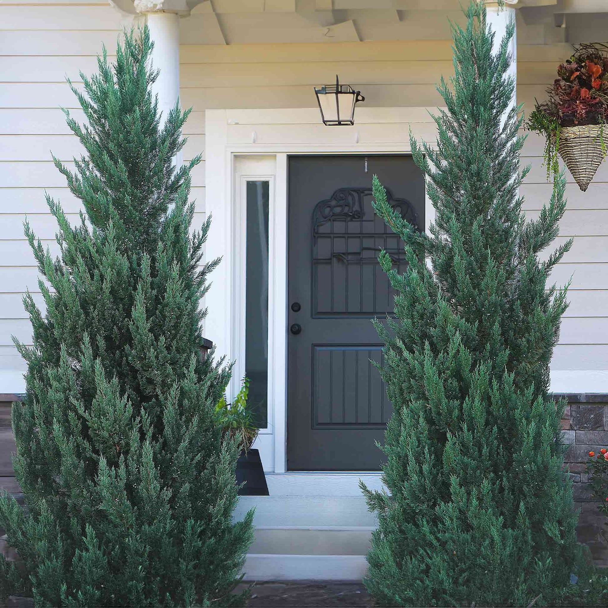 Moonglow Juniper Tree pair, tall blue-green evergreen shrubs flanking a front doorway on Tampa Home & Garden Store