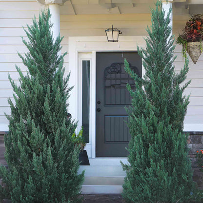 Moonglow Juniper Tree pair, tall blue-green evergreen shrubs flanking a front doorway on Tampa Home & Garden Store
