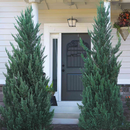Moonglow Juniper Tree pair, tall blue-green evergreen shrubs flanking a front doorway on Tampa Home & Garden Store
