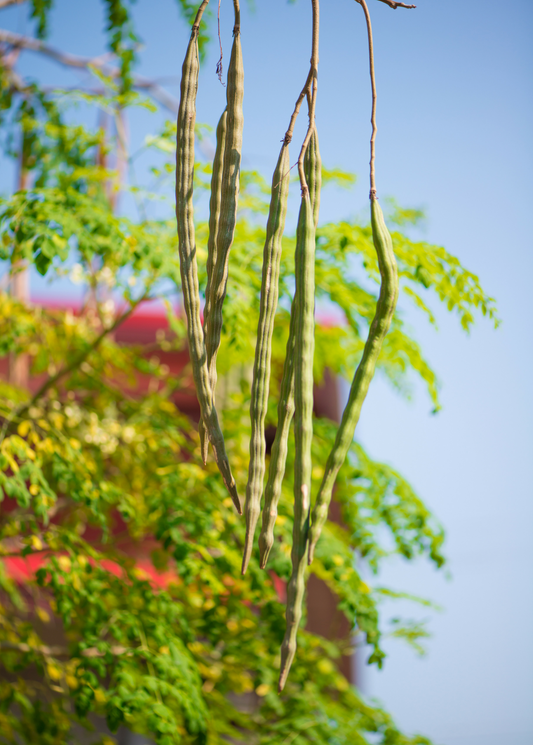Moringa (Moringa oleifera) - Tampa Home & Garden Store