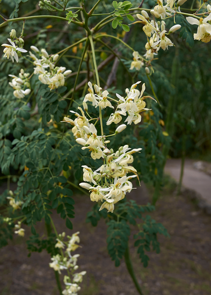 Moringa (Moringa oleifera) - Tampa Home & Garden Store