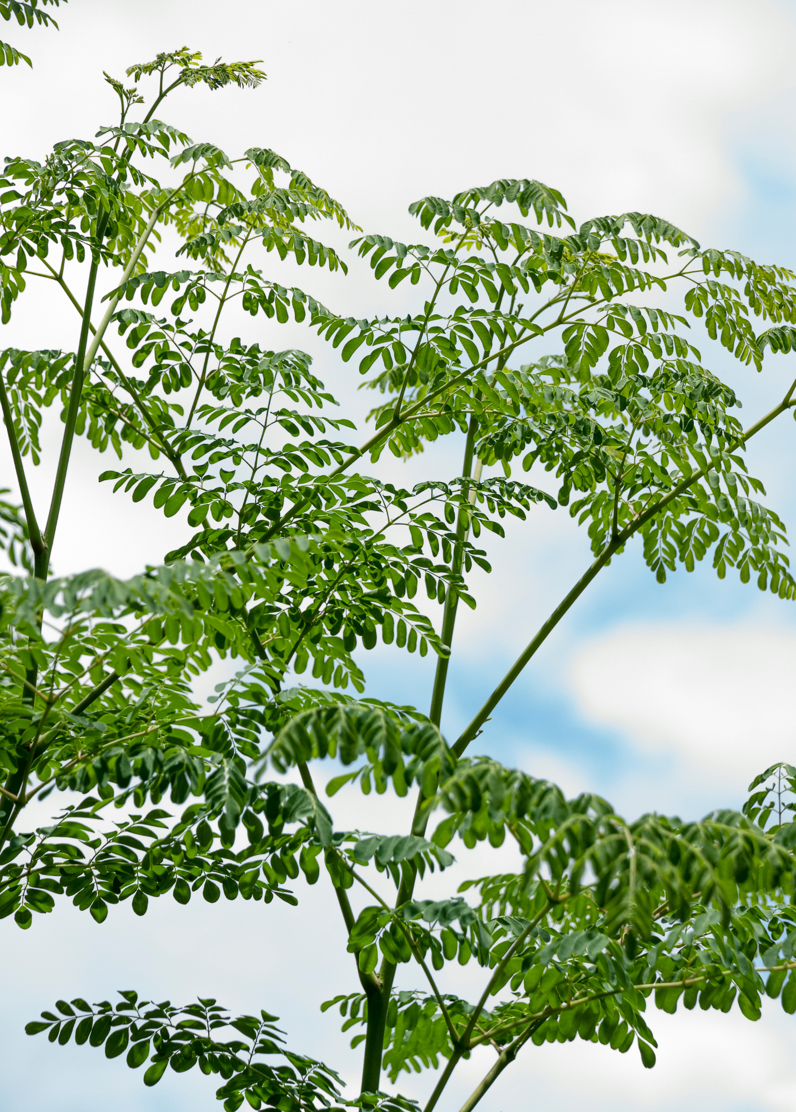 Moringa (Moringa oleifera) - Tampa Home & Garden Store