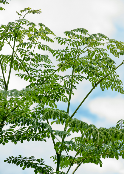 Moringa (Moringa oleifera) - Tampa Home & Garden Store