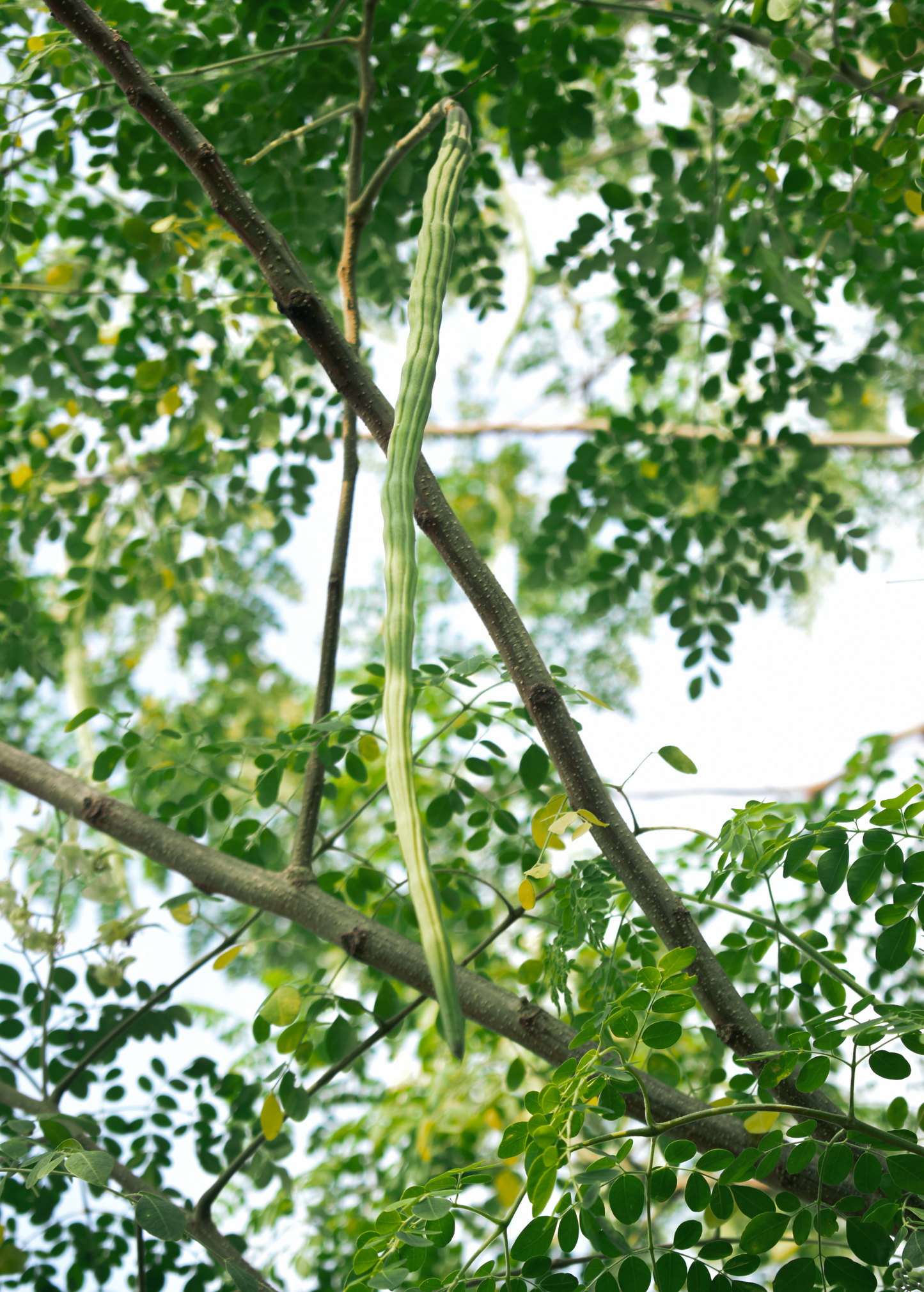 Moringa (Moringa oleifera) - Tampa Home & Garden Store