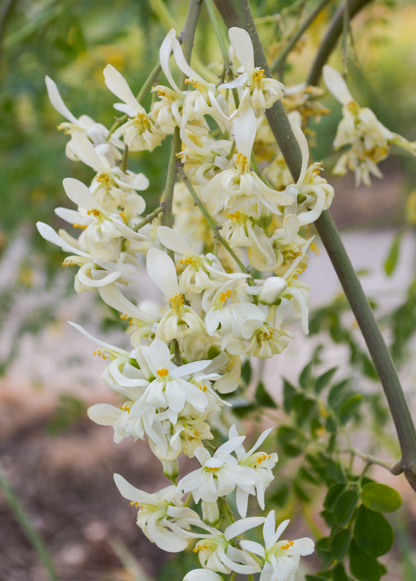 Moringa (Moringa oleifera) - Tampa Home & Garden Store