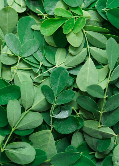 Moringa (Moringa oleifera) - Tampa Home & Garden Store