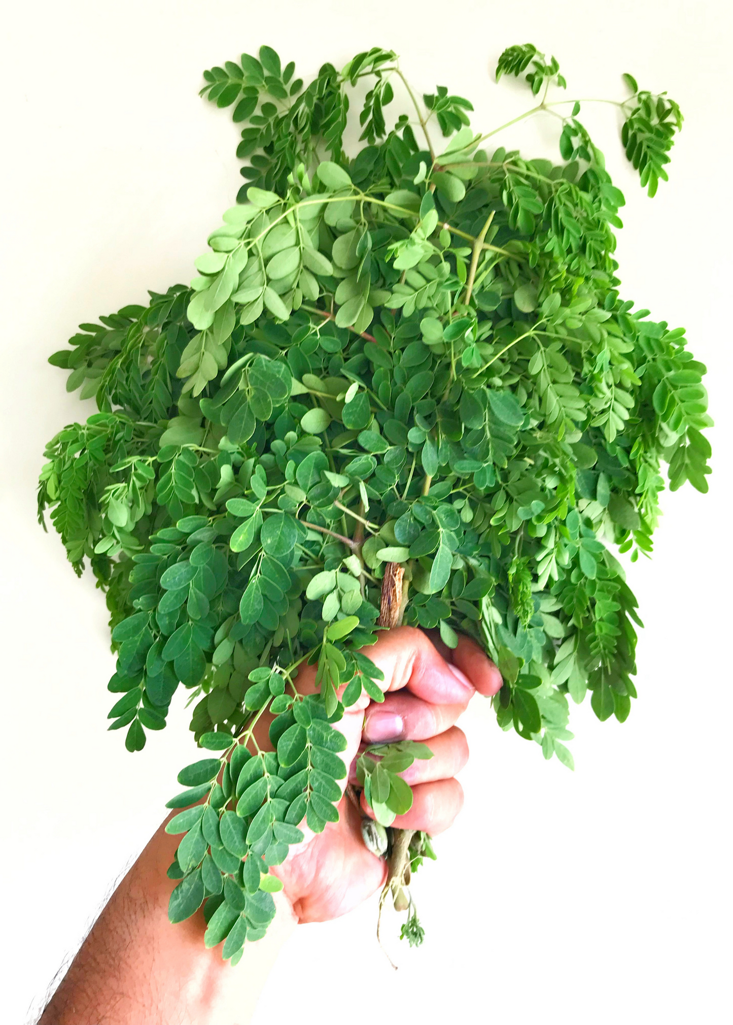 Moringa (Moringa oleifera) - Tampa Home & Garden Store