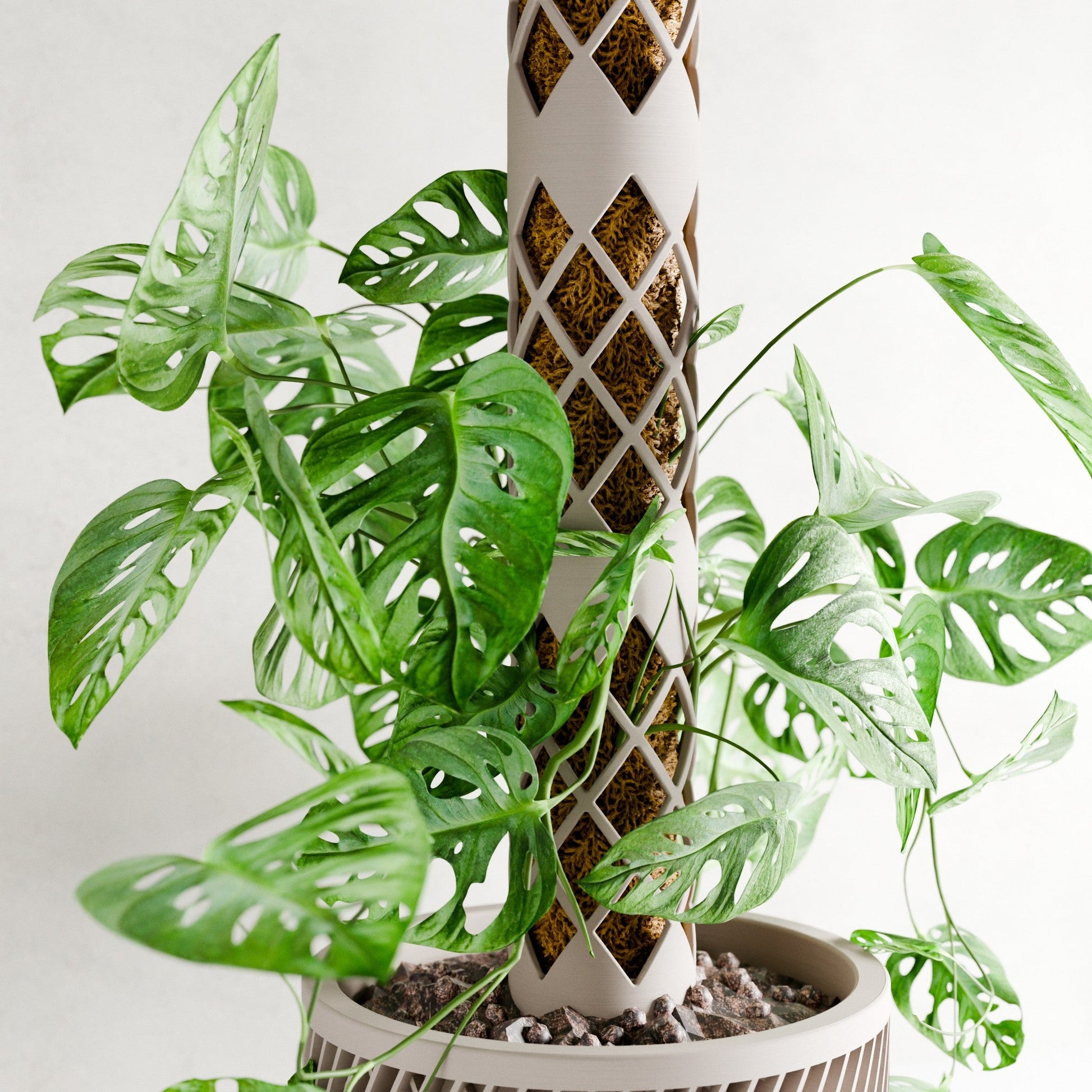 Moss Pole MODULAR - Tampa Home & Garden Store