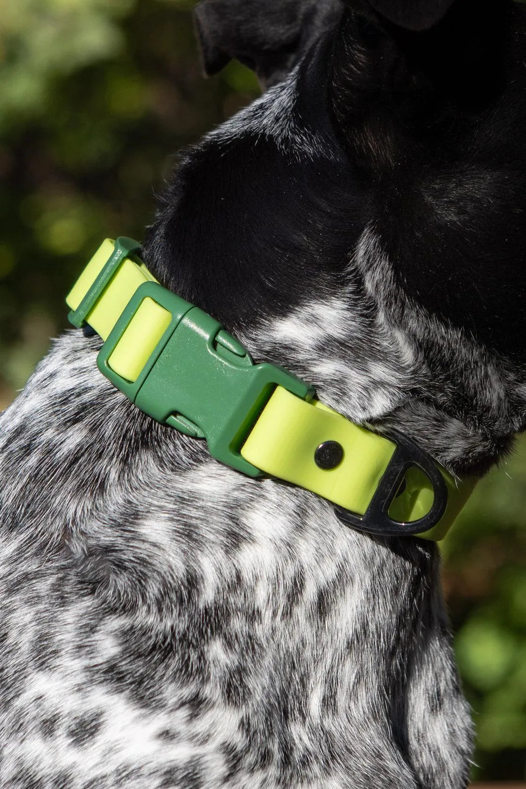 Mossy Pine Waterproof Dog Collar - Tampa Home & Garden Store