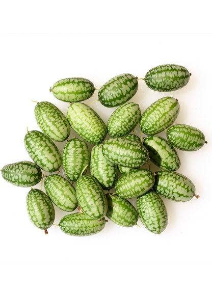 Mouse Melon (Melothria scabra) - Tampa Home & Garden Store