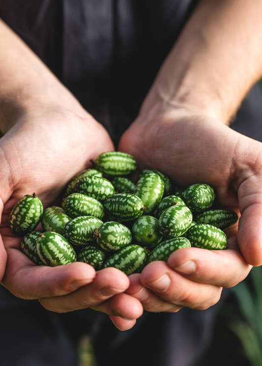 Mouse Melon (Melothria scabra) - Tampa Home & Garden Store