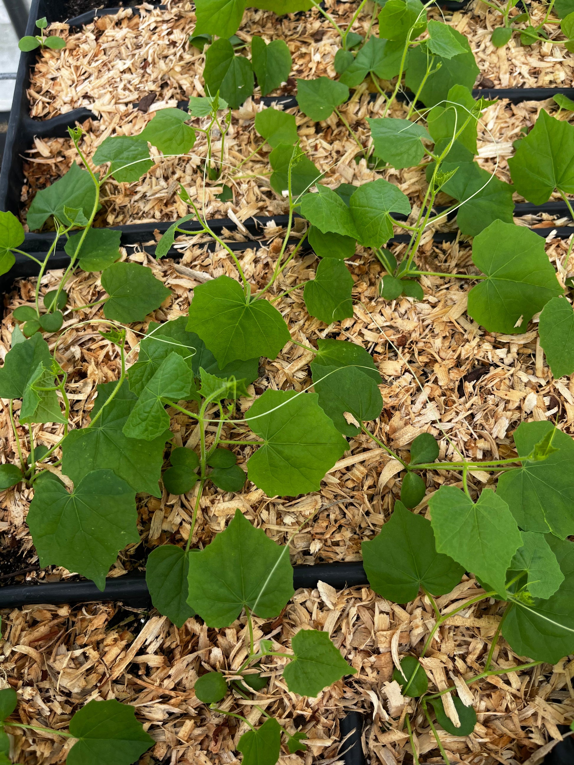 Mouse Melon (Melothria scabra) - Tampa Home & Garden Store