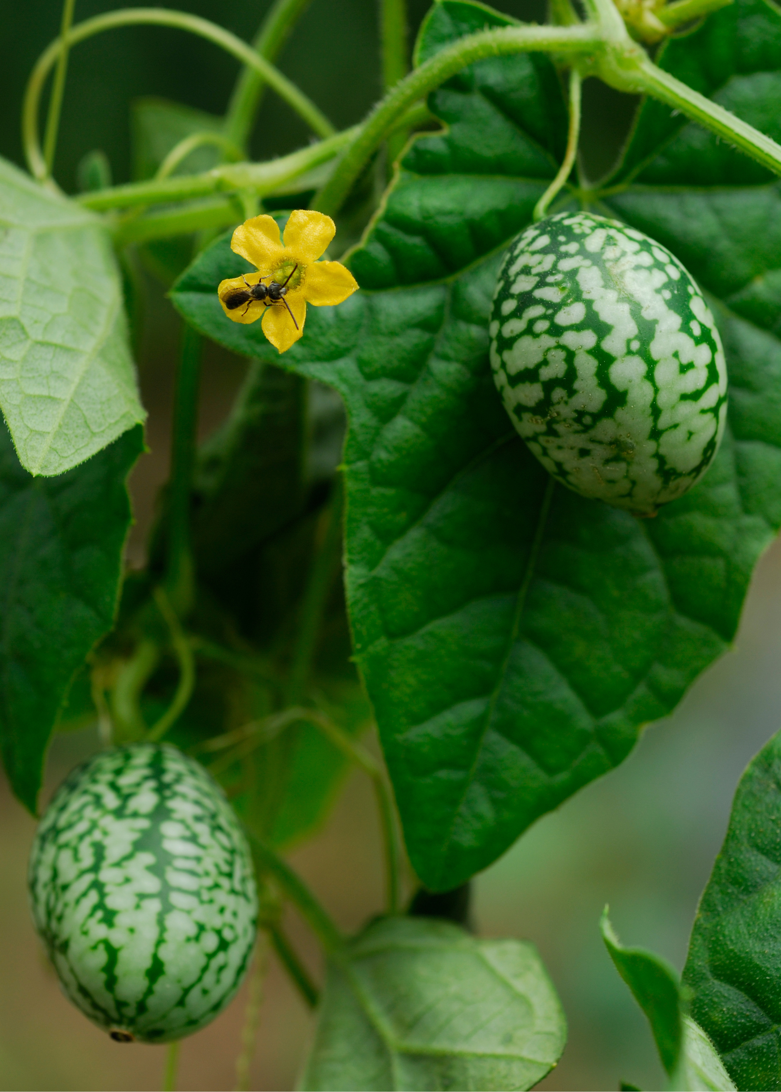 Mouse Melon (Melothria scabra) - Tampa Home & Garden Store