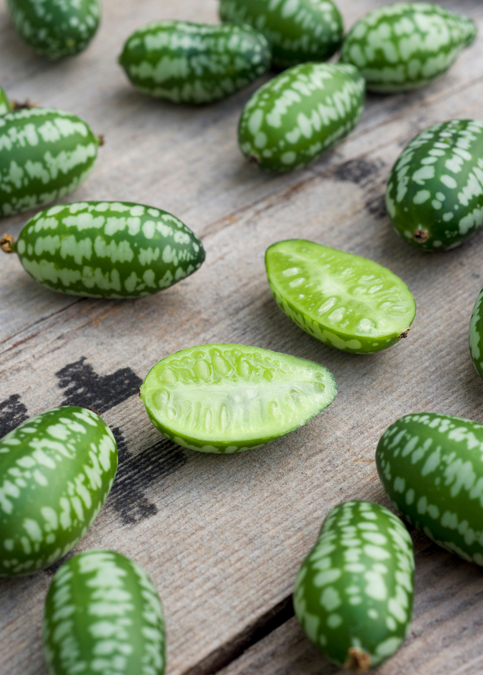 Mouse Melon (Melothria scabra) - Tampa Home & Garden Store