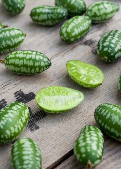 Mouse Melon (Melothria scabra) - Tampa Home & Garden Store