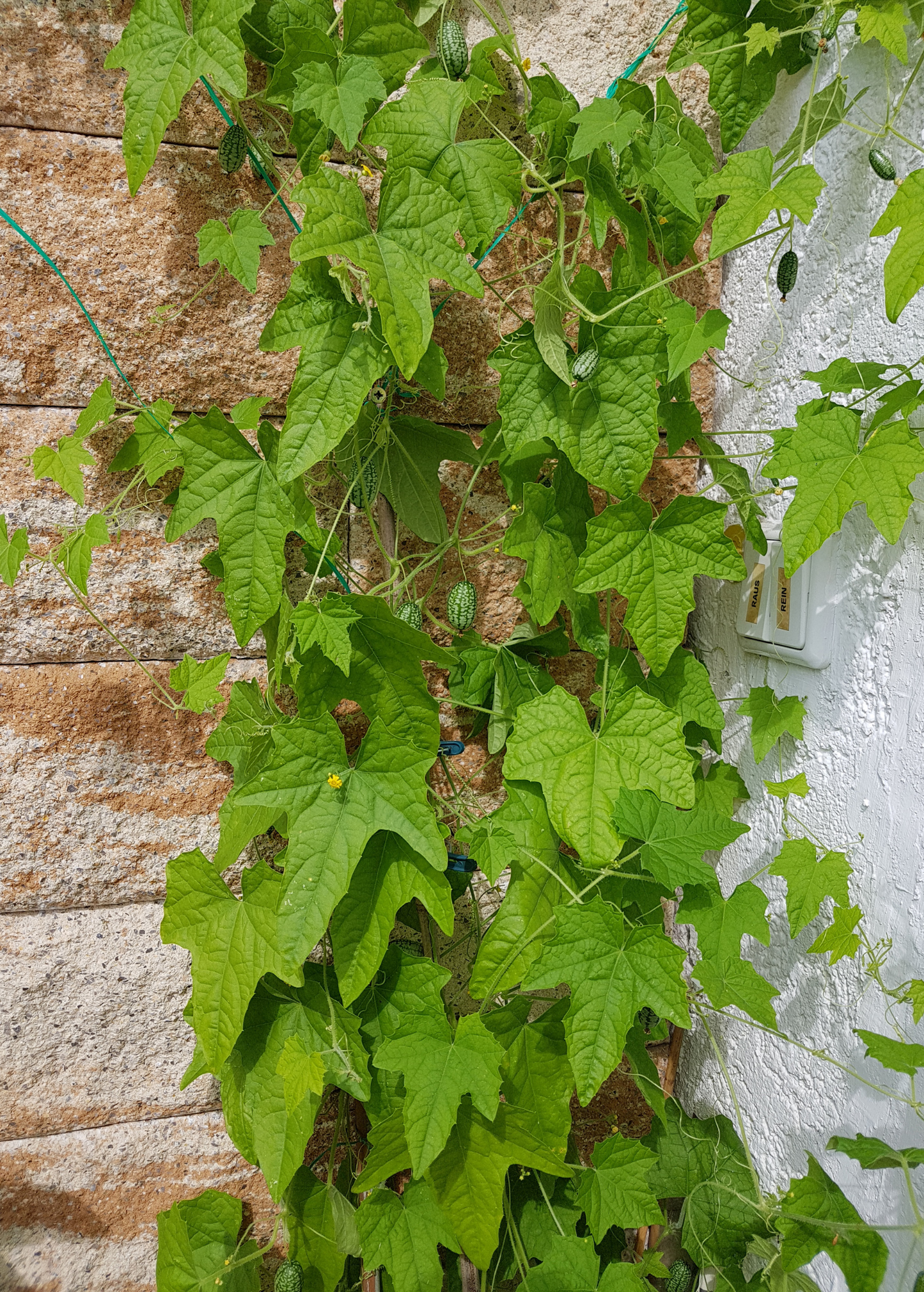 Mouse Melon (Melothria scabra) - Tampa Home & Garden Store