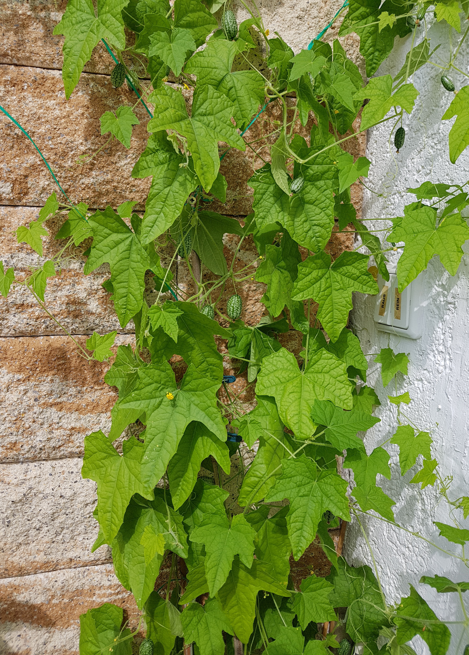 Mouse Melon (Melothria scabra) - Tampa Home & Garden Store