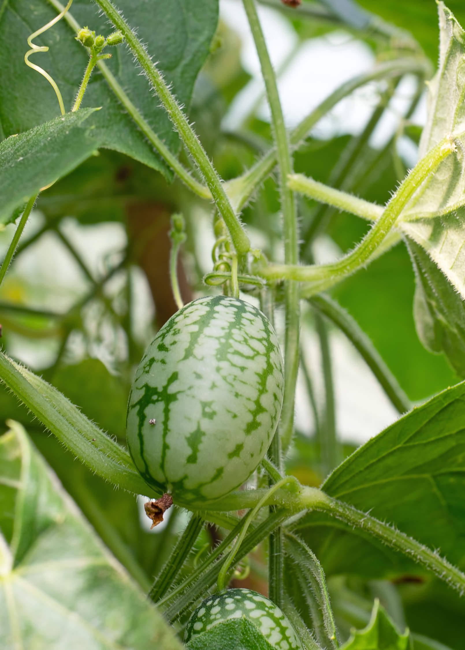 Mouse Melon (Melothria scabra) - Tampa Home & Garden Store