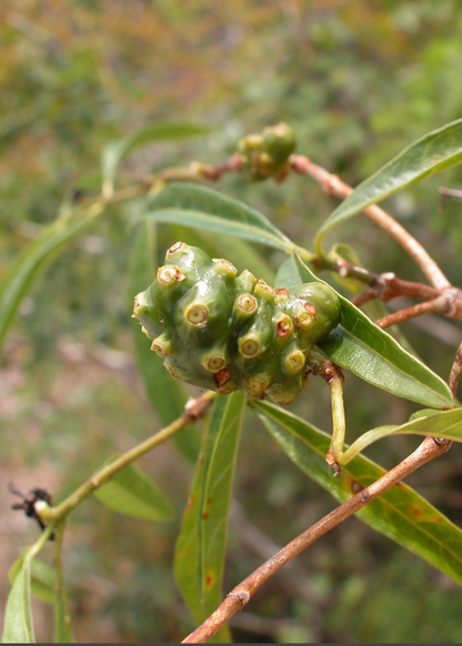 Mouse’s Pineapple (Morinda royoc) - Tampa Home & Garden Store