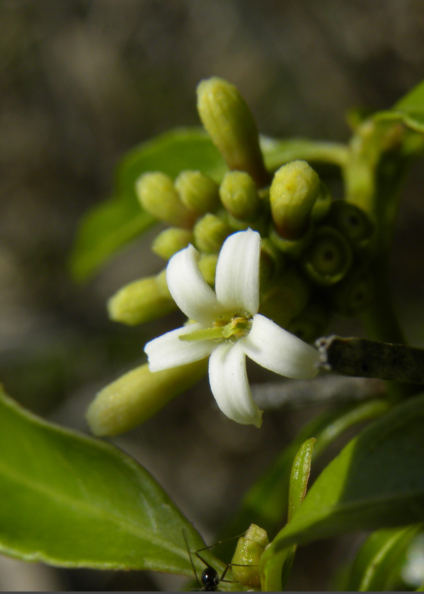 Mouse’s Pineapple (Morinda royoc) - Tampa Home & Garden Store