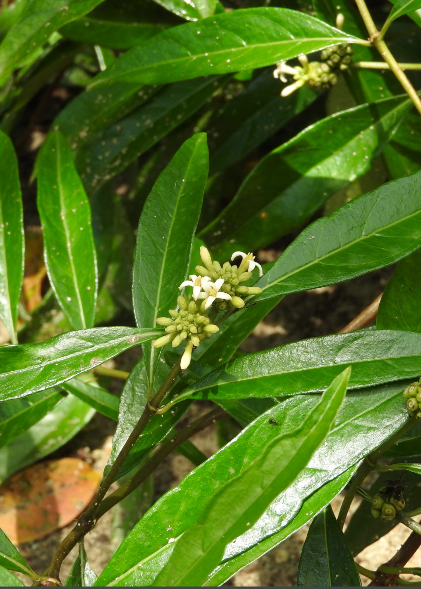 Mouse’s Pineapple (Morinda royoc) - Tampa Home & Garden Store