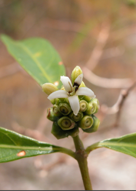 Mouse’s Pineapple (Morinda royoc) - Tampa Home & Garden Store