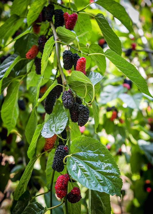 Mulberry 'Everbearing' (Morus nigra) - Tampa Home & Garden Store