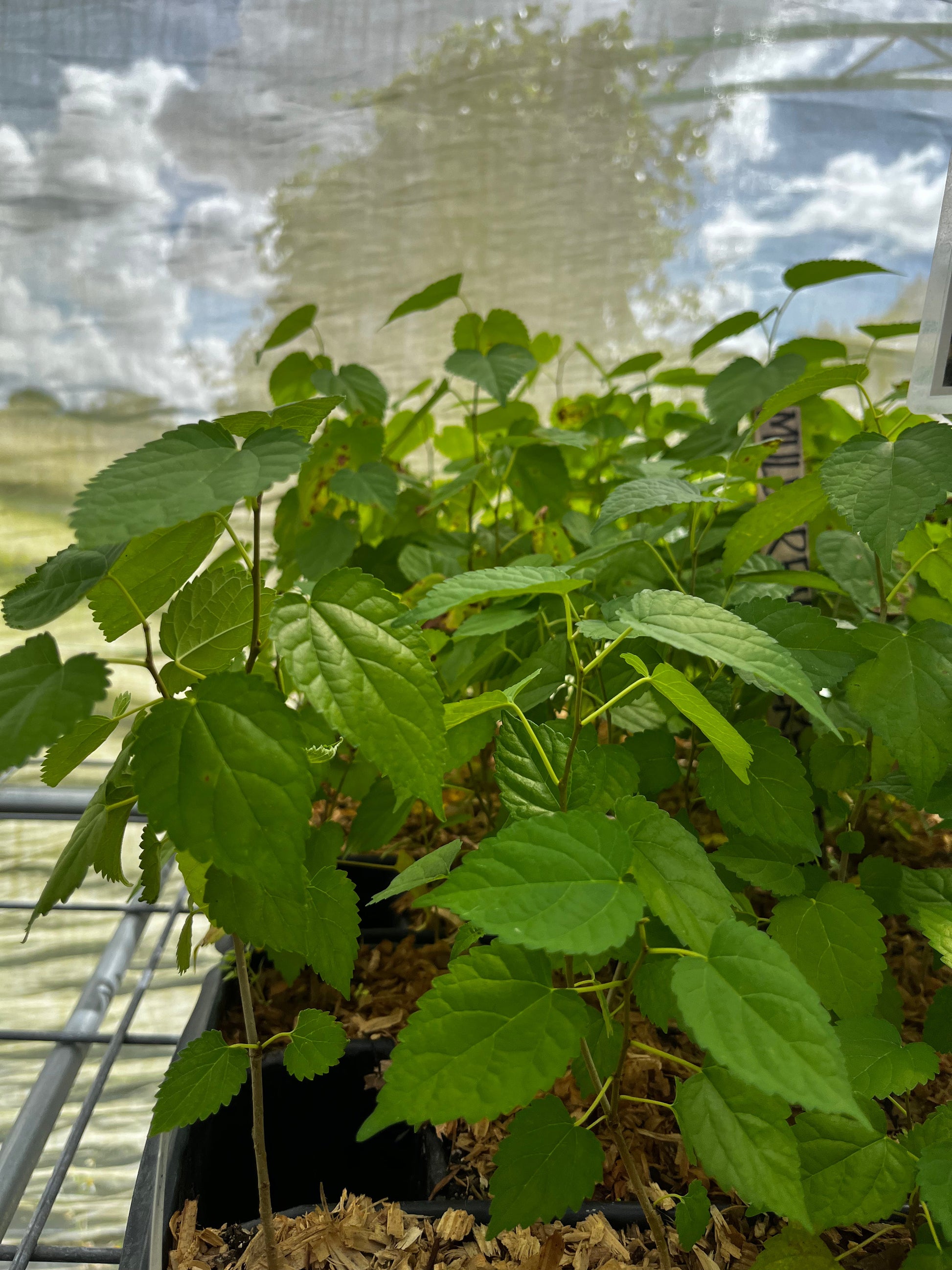 Mulberry 'Everbearing' (Morus nigra) - Tampa Home & Garden Store