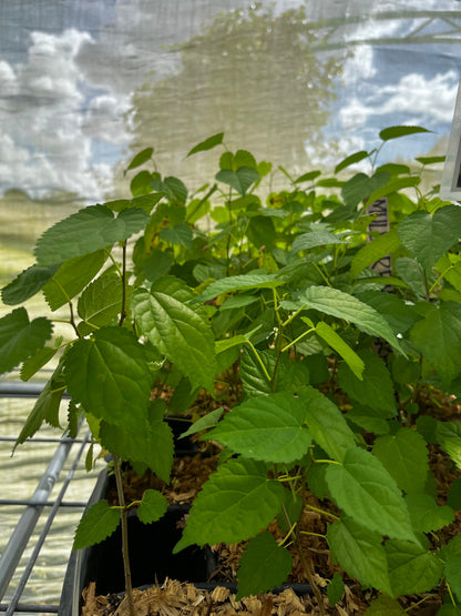 Mulberry 'Everbearing' (Morus nigra) - Tampa Home & Garden Store