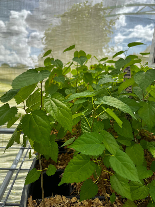 Mulberry 'Everbearing' (Morus nigra) - Tampa Home & Garden Store