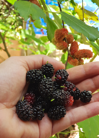 Mulberry 'Everbearing' (Morus nigra) - Tampa Home & Garden Store