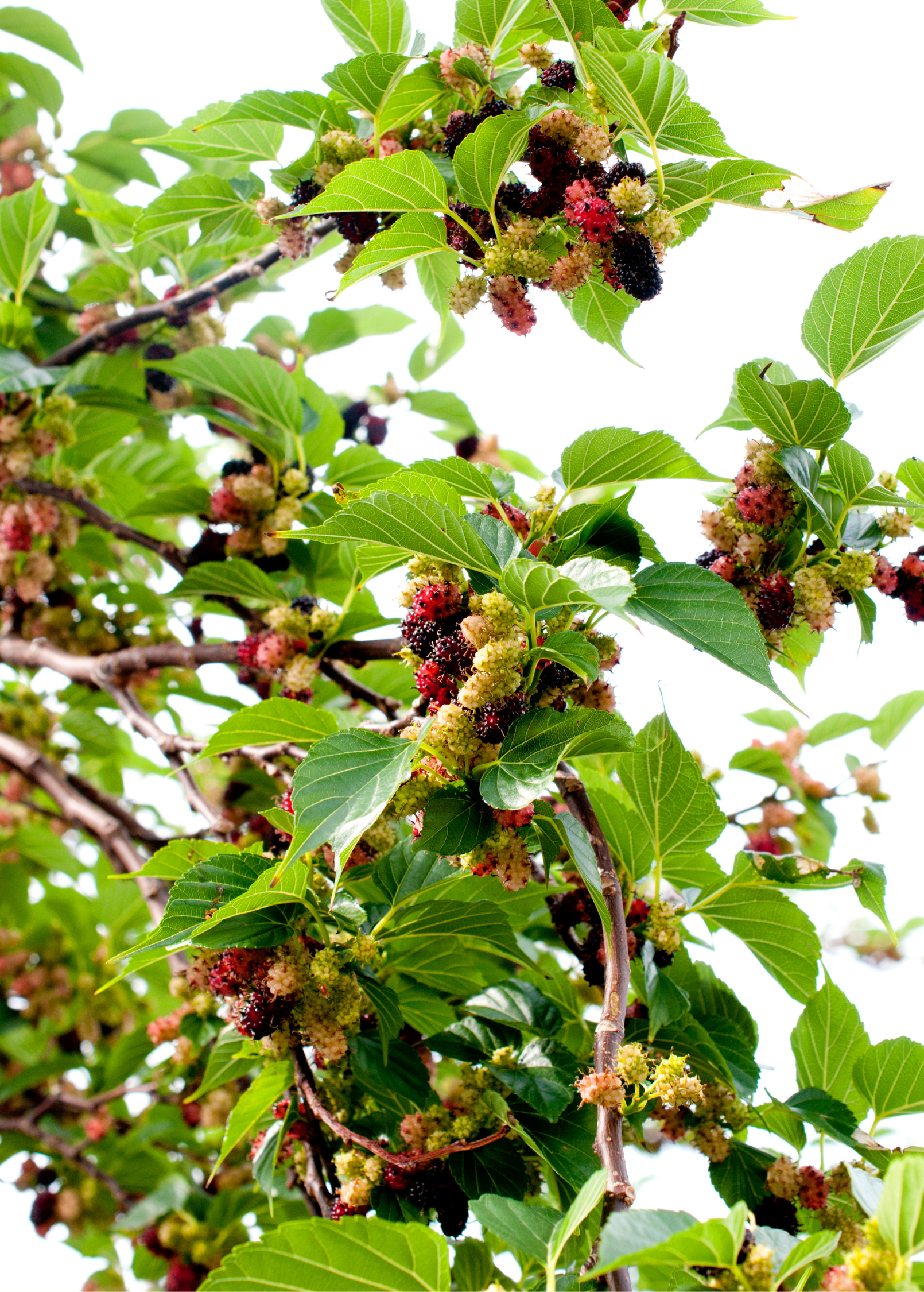 Mulberry 'Everbearing' (Morus nigra) - Tampa Home & Garden Store