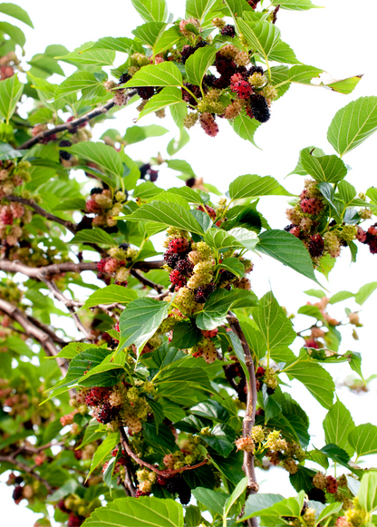 Mulberry 'Everbearing' (Morus nigra) - Tampa Home & Garden Store