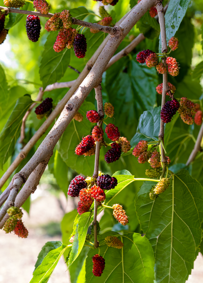 Mulberry 'Everbearing' (Morus nigra) - Tampa Home & Garden Store