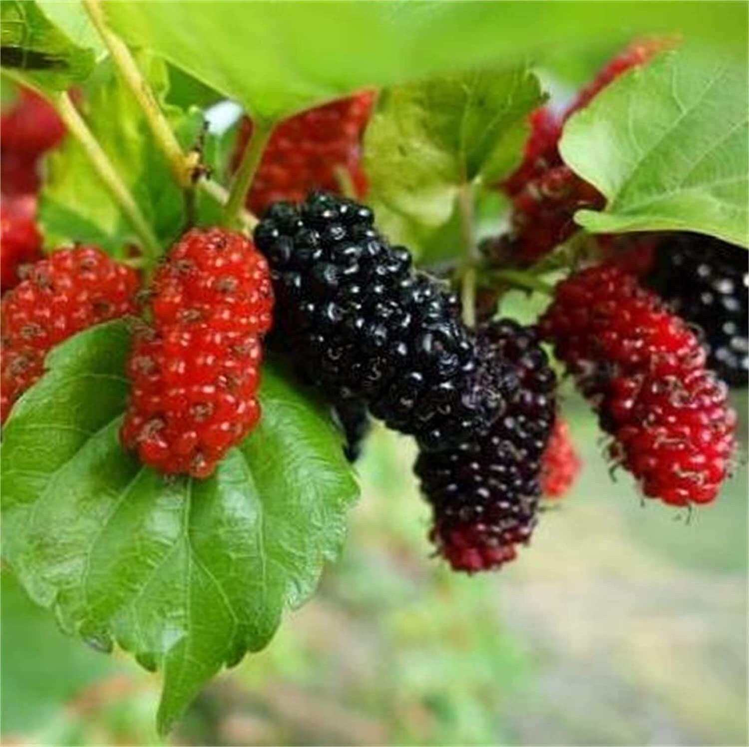 Mulberry Fruit Tree - 100 Seeds - - Tampa Home & Garden Store